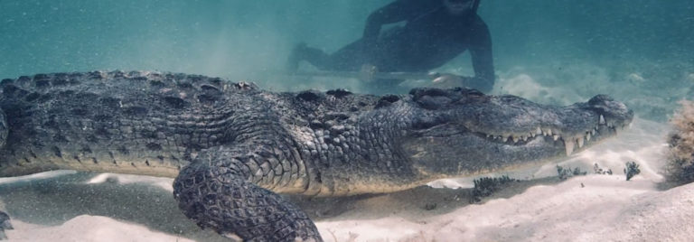 Go Diving With Crocodiles - Orchard of Life Science